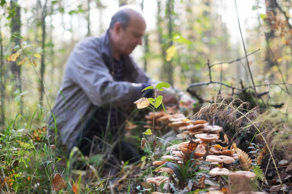 Illustration du métier : Garde forestier (h/f/x)